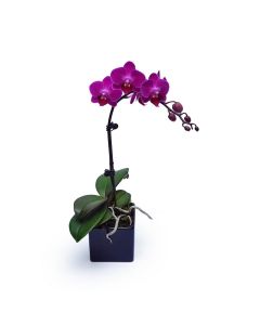 Mini Purple Orchid 1 