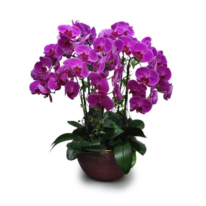 Regal Phalaenopsis orchid plant