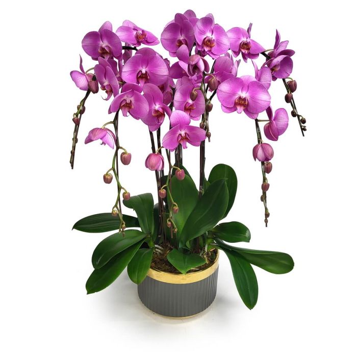 Deluxe Pink Orchids