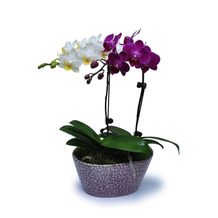 Mini Orchids 16 
